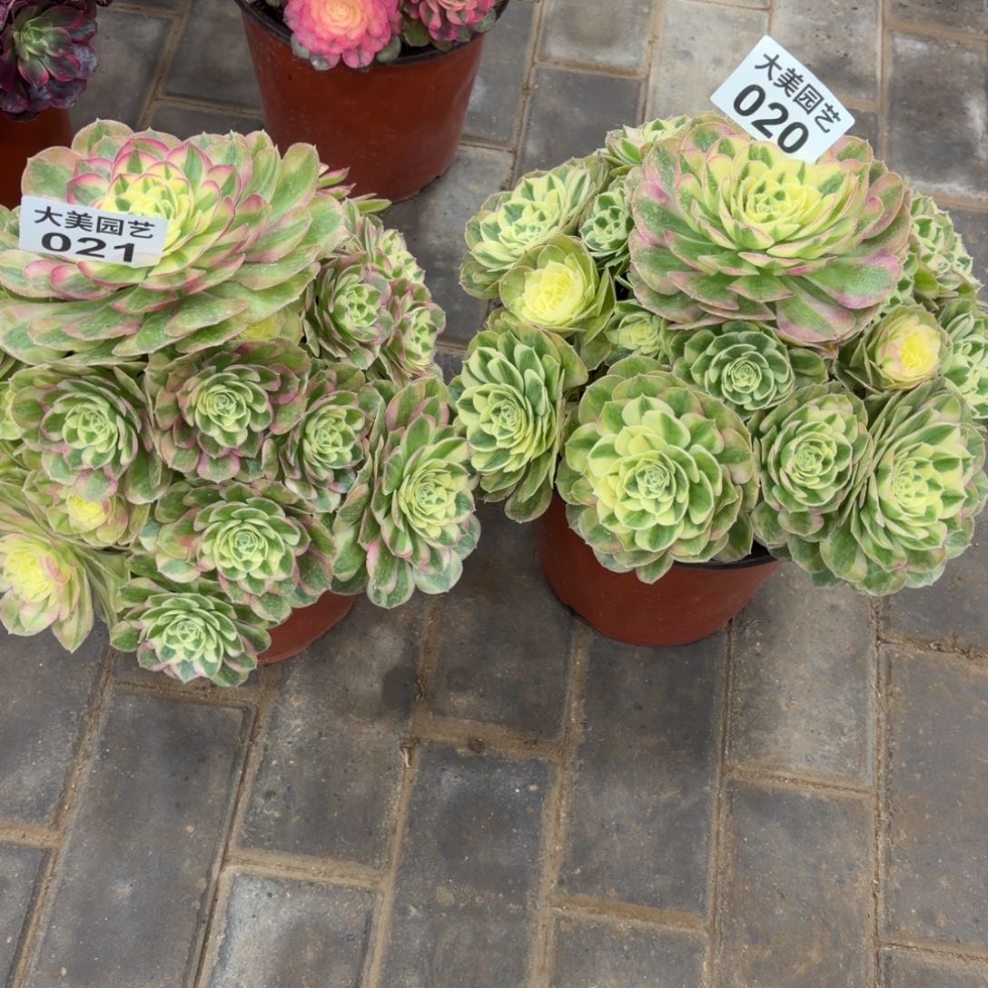 王***师玉姿两个老桩020 021肉肉