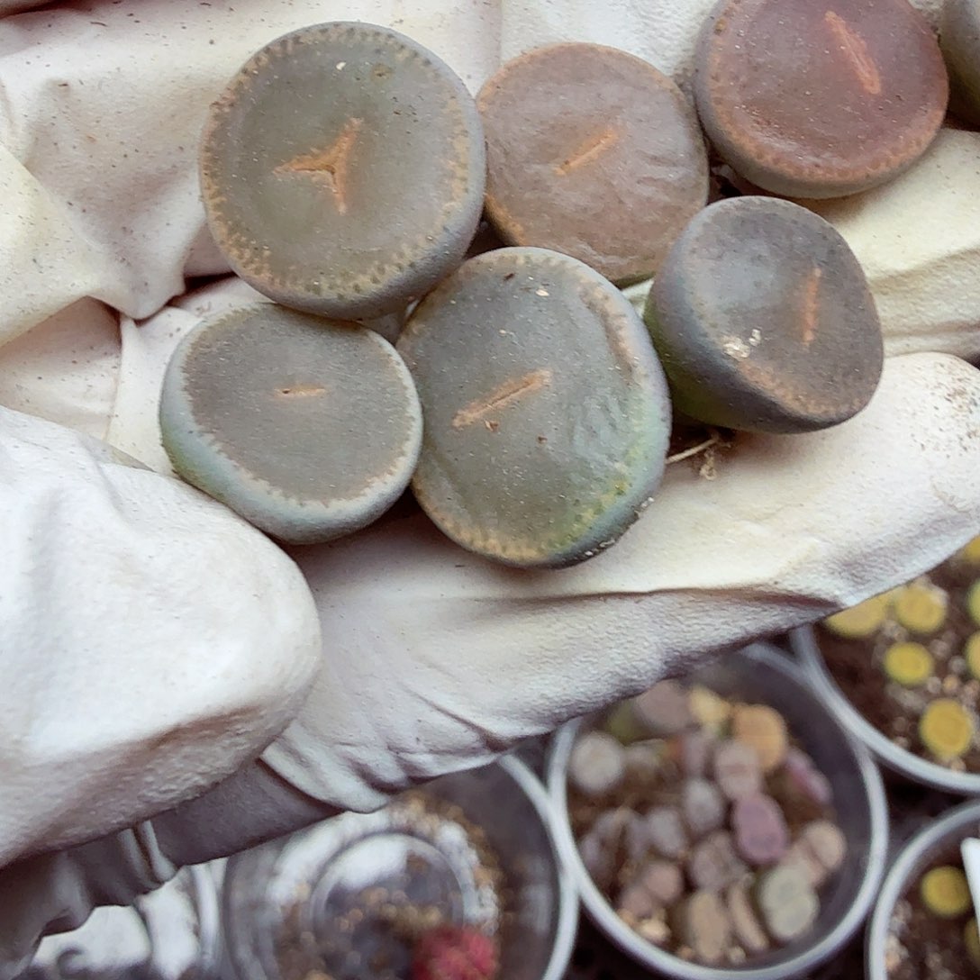 哈哈笑不出话就250这个