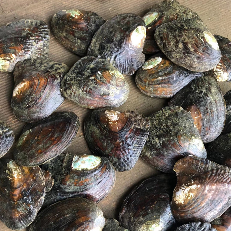 【旭旭】粉丝福利 白金多珠蚌 可DIY成品