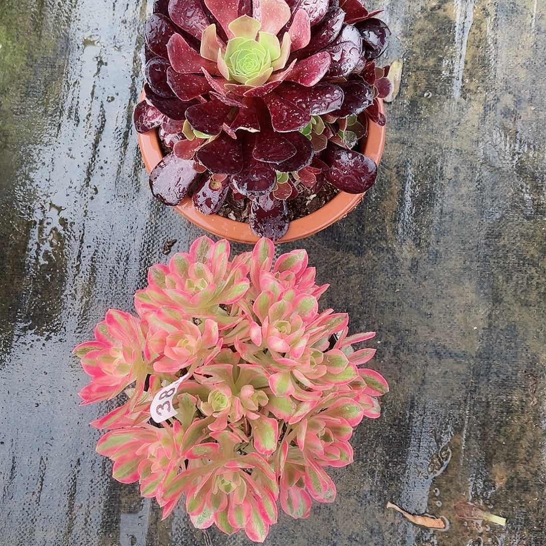 【闪购商品】套餐385多肉