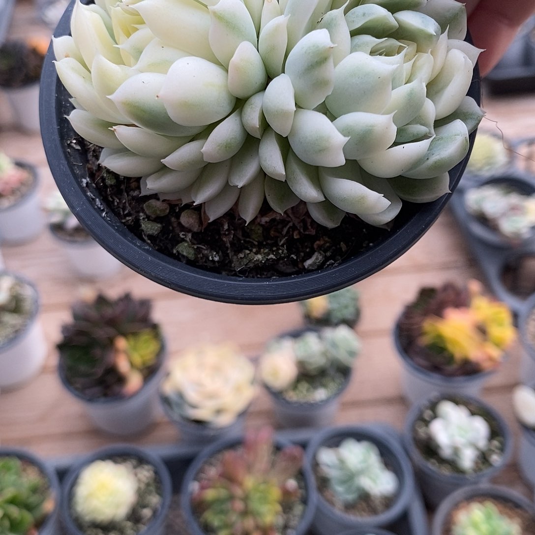 551香妃月影锦多肉植物哇啦塞