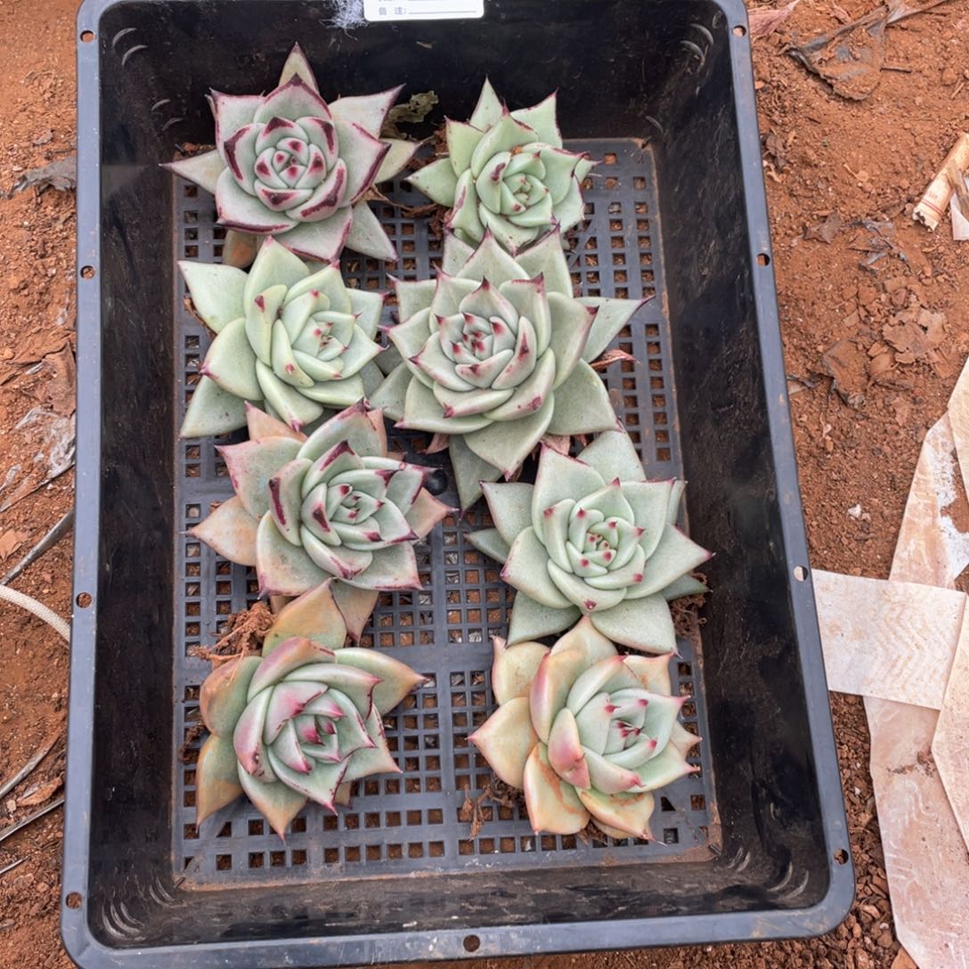 无花朵若如东云组拍D076