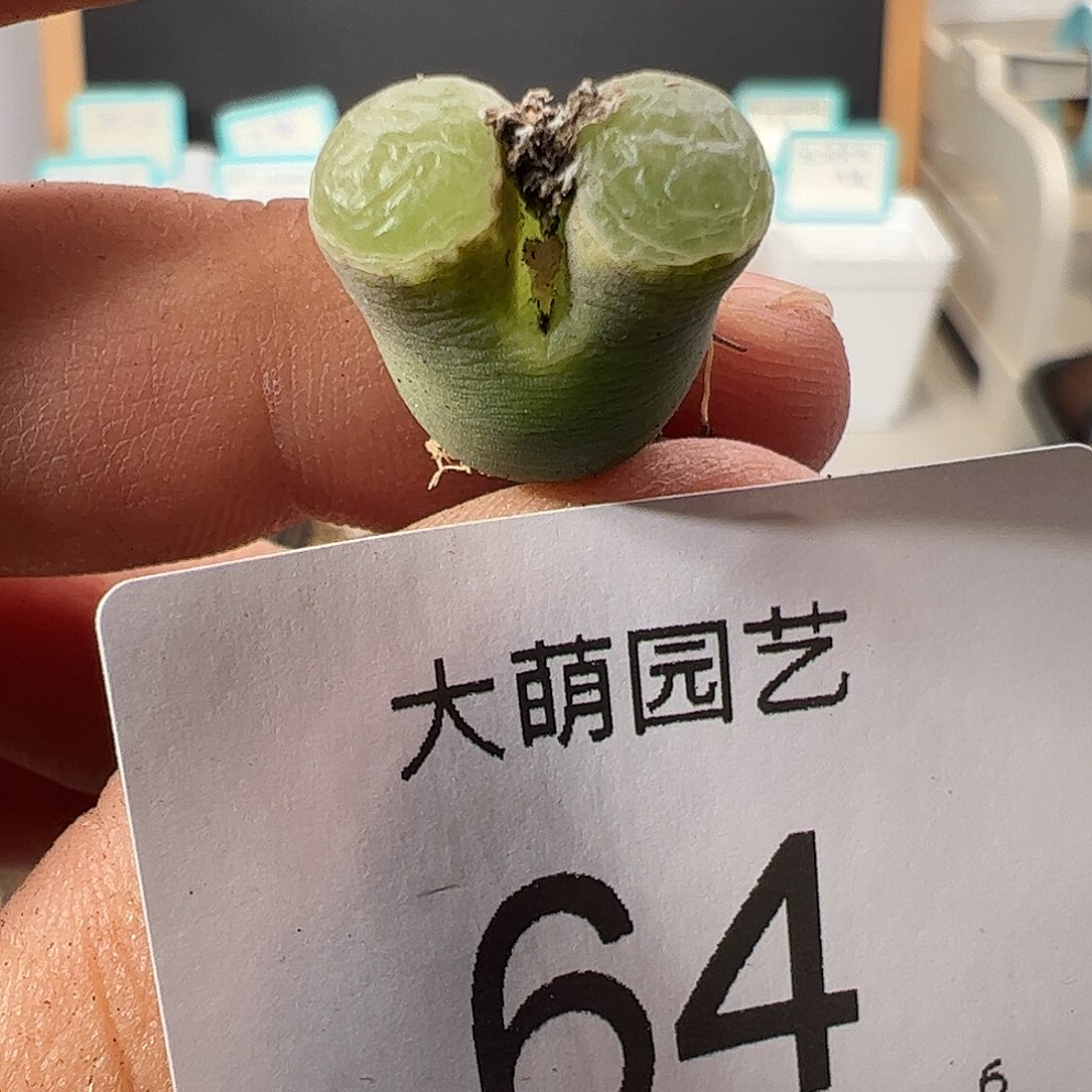 000064 一物一拍……