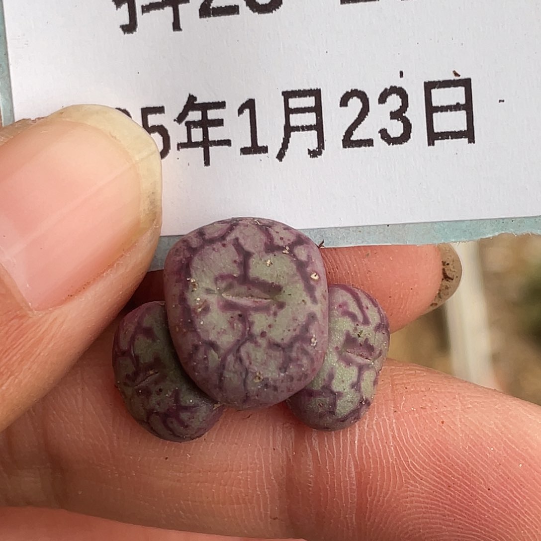 23-13青姬多肉植物