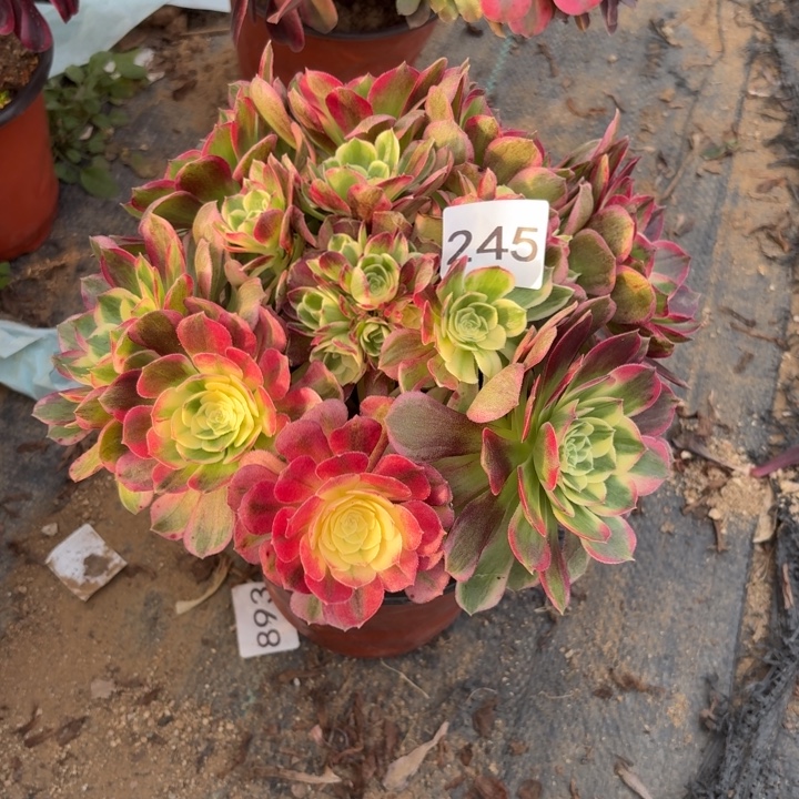 海王多肉植物不包损245