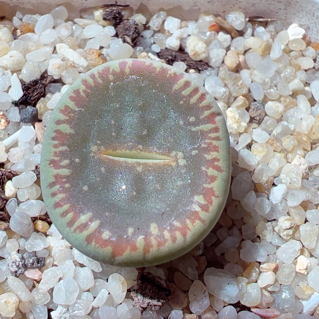 1202-349多肉多日流水