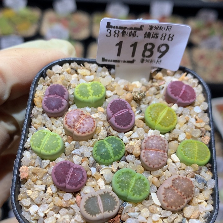 Sss精品生石花1189