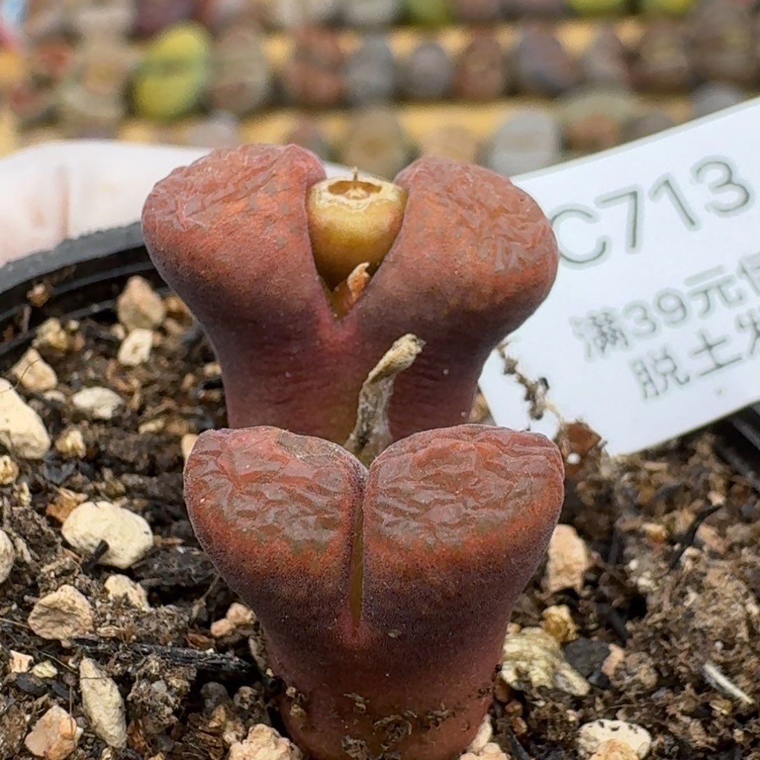 713哈哈哈哈哈哈哈哈