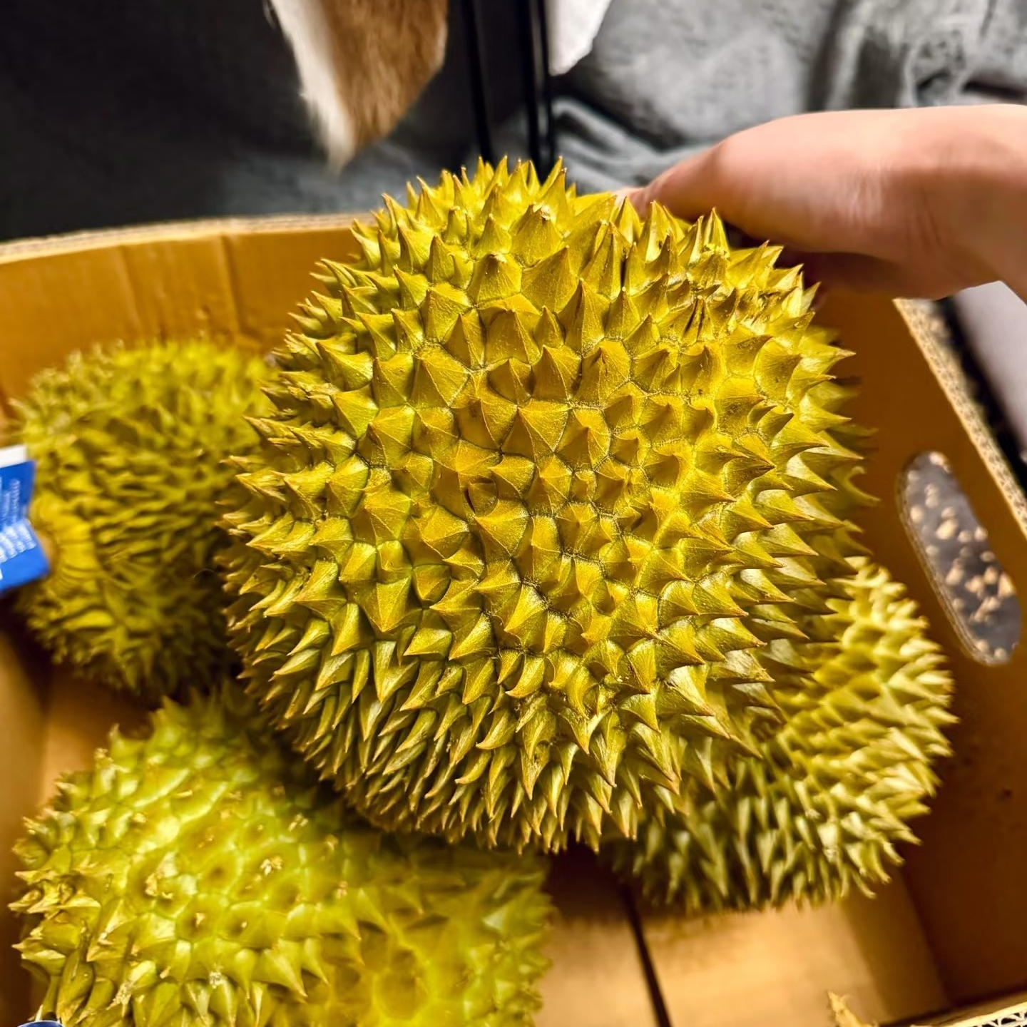 Z【顺丰明日达】树熟金枕榴莲新鲜榴莲A级软糯清甜7.1斤-10斤核小金枕越南社会主义共和国