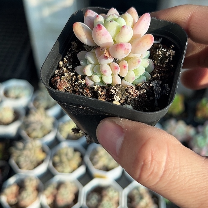 罗琦 满10颗包邮  