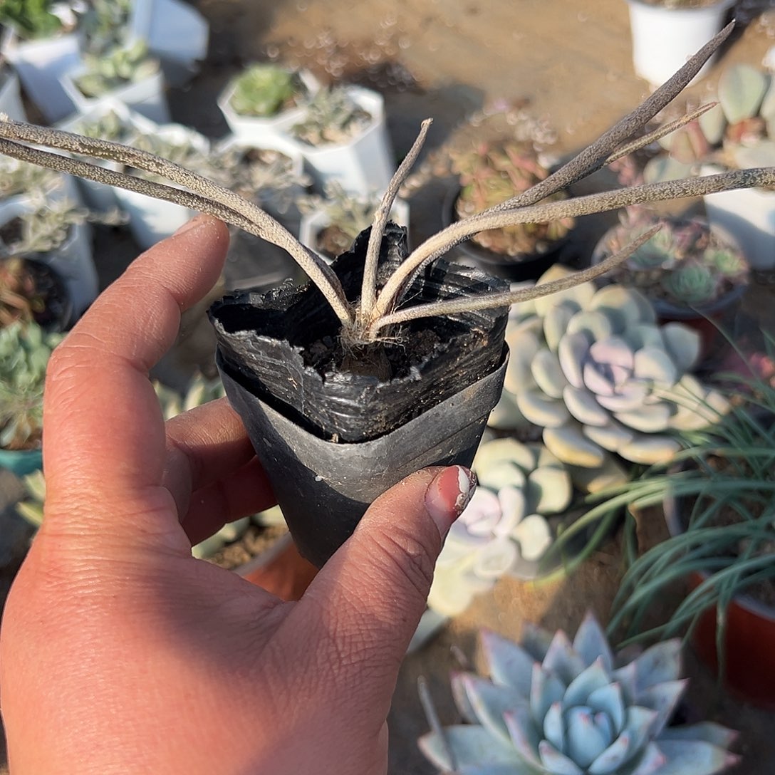 多肉植物美杜莎块根