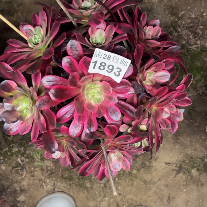 1893特价婚纱杆歪多肉植物