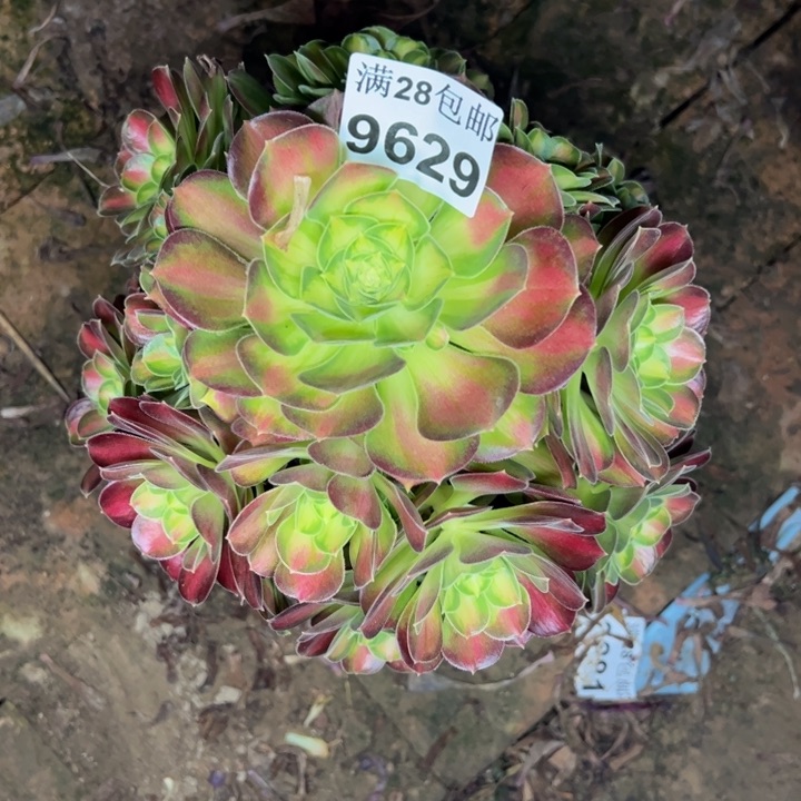 9629韶华多肉植物