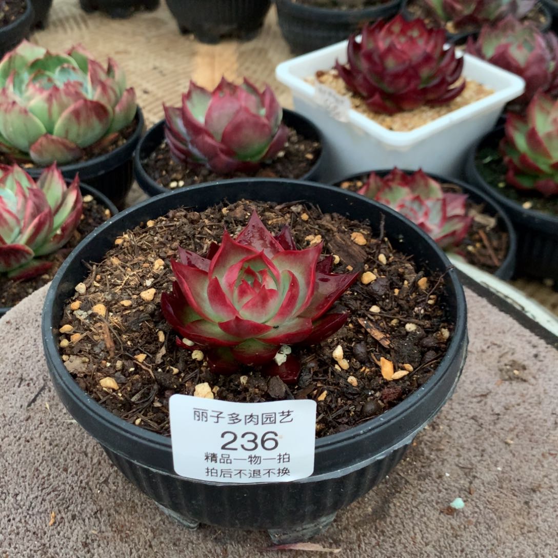 236惊鸿精控。尺寸6.5。多肉植物