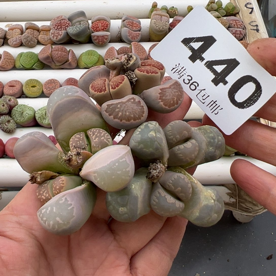 3.7好看的多肉脱土发货440