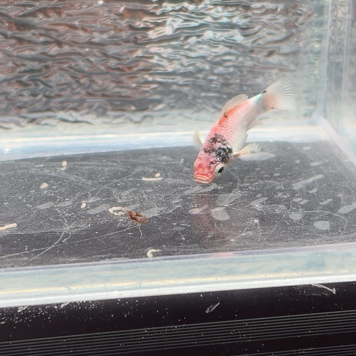 孔雀鱼玛丽鱼一条红头崽