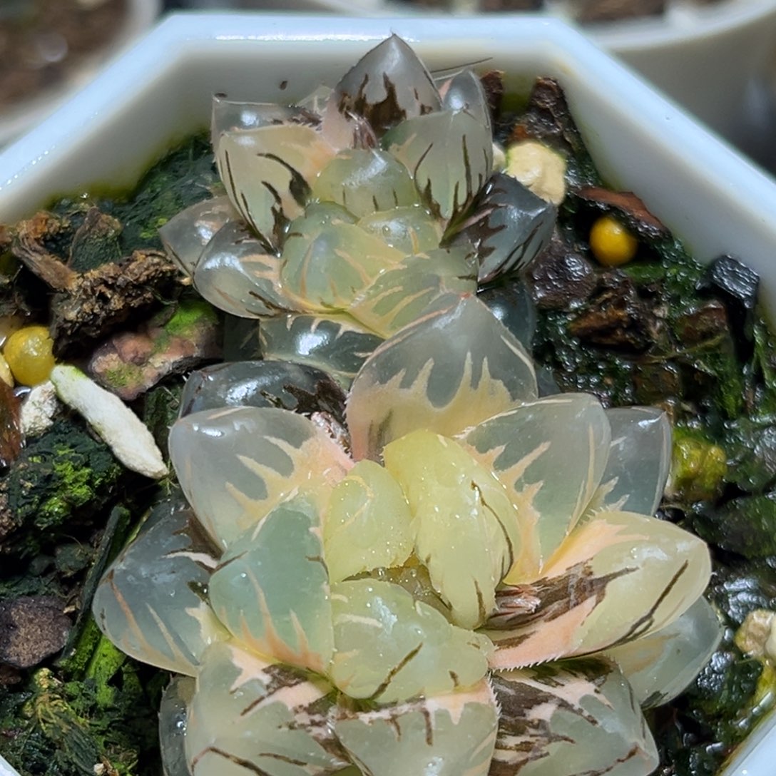 恭喜发财大吉大利903