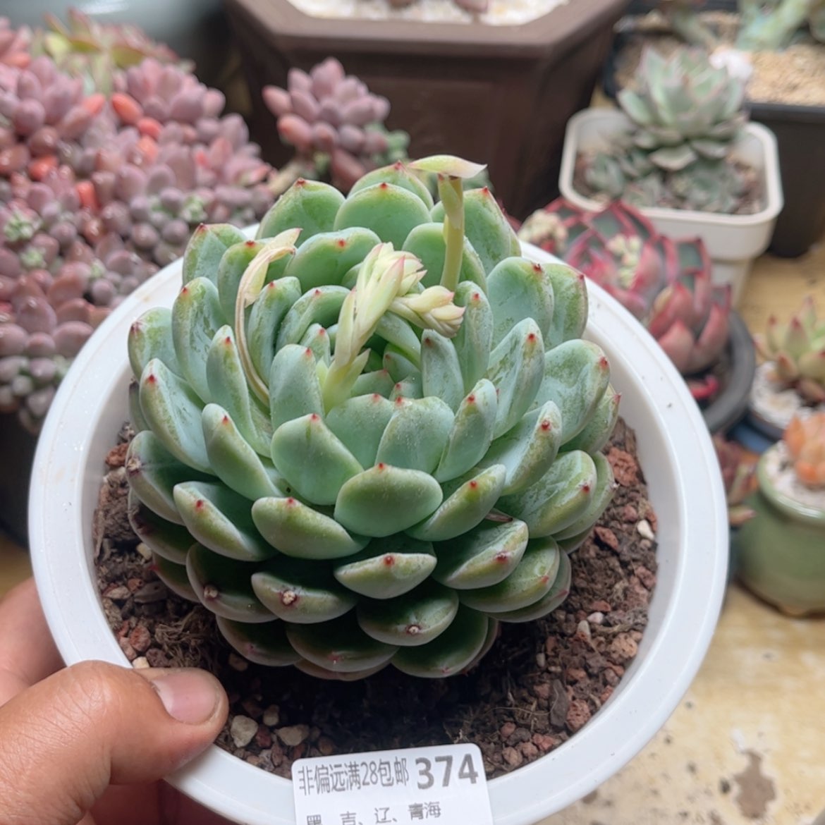 【闪购商品】374雪花珍妮