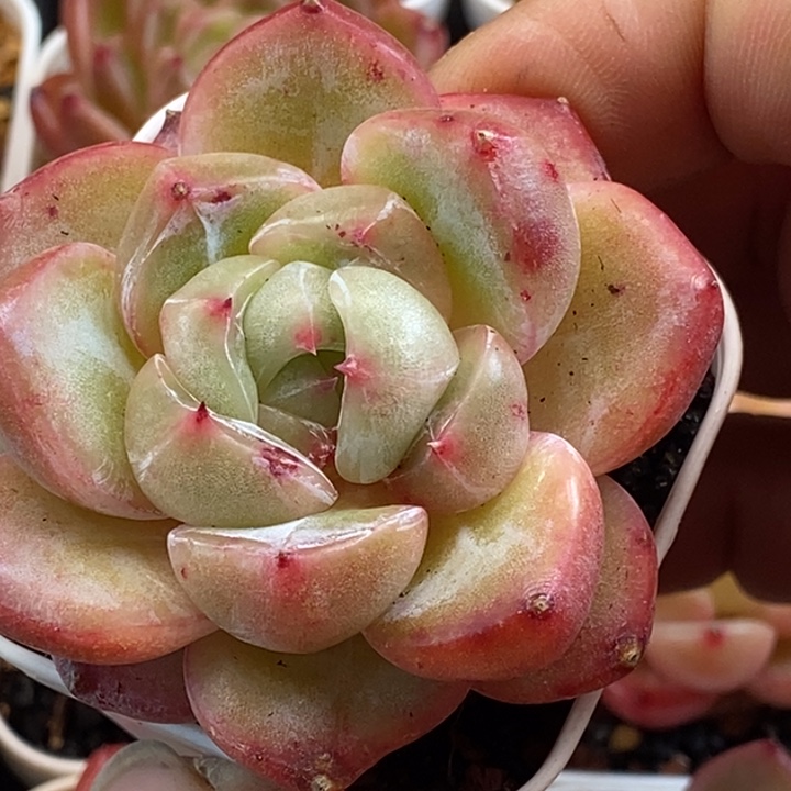 天官赐福百无禁忌