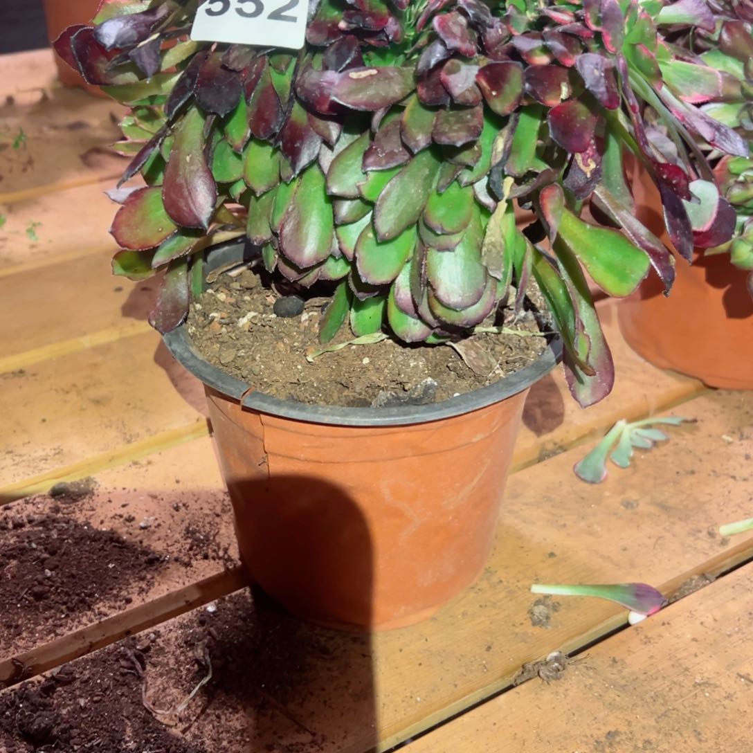 552 号多肉植物法师新年福利