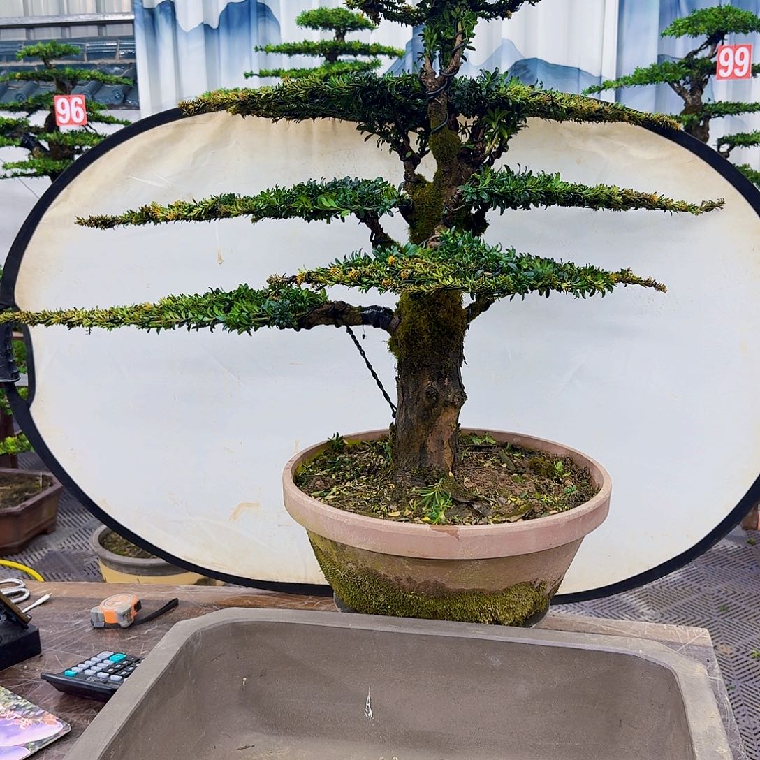 无花朵罗汉松一物一拍8888