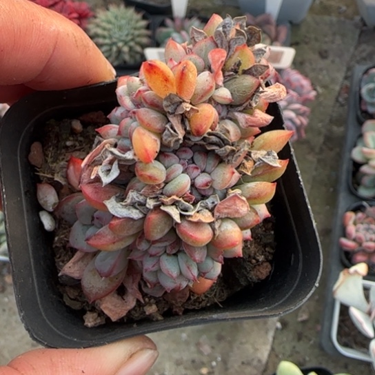 203泡芙缀多肉植物多