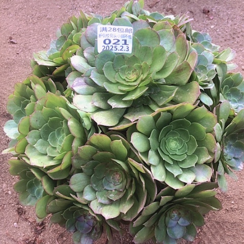 2.3-21万圣夜多肉植物