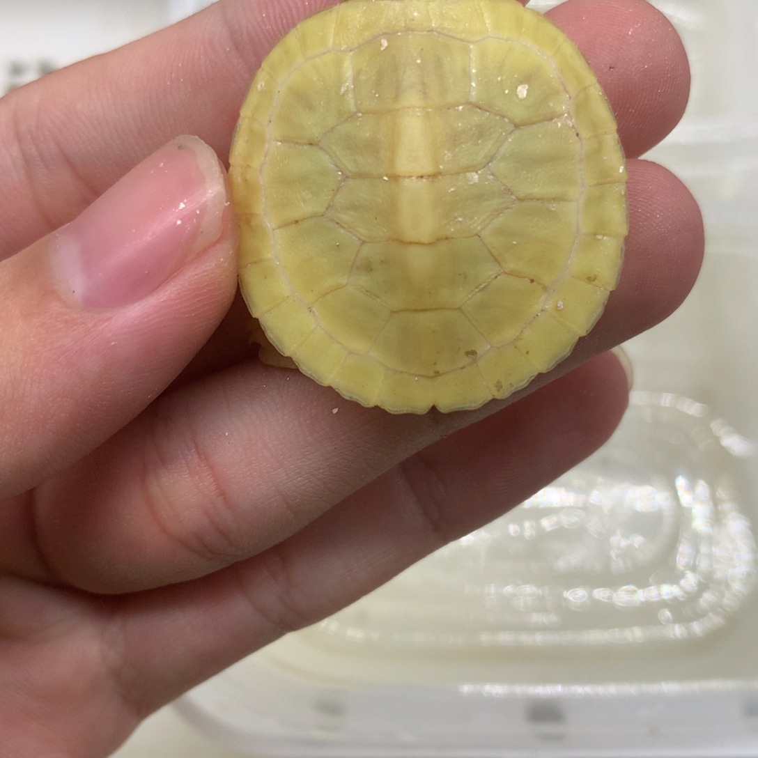 不分公母巴西彩龟