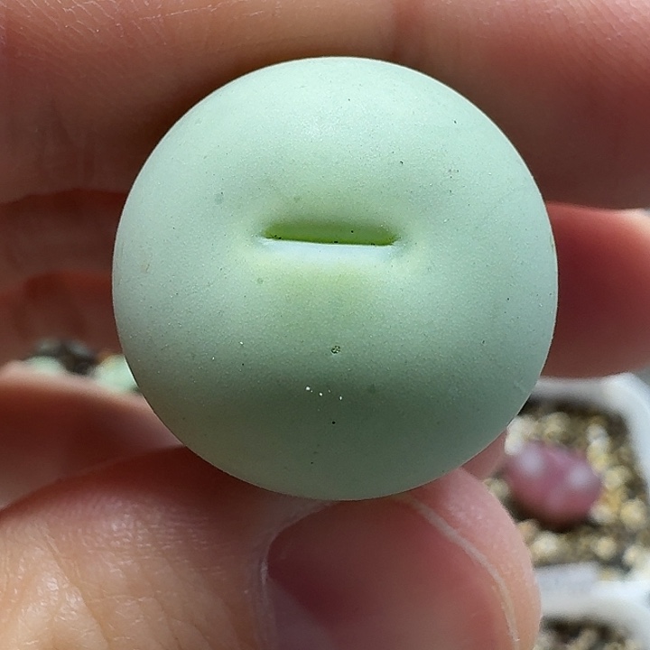 老马生石花2.1鸽子蛋2814