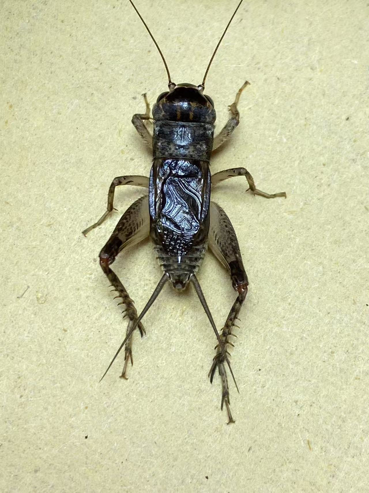 精品蟋蟀仿秋缸白野放蛐蛐