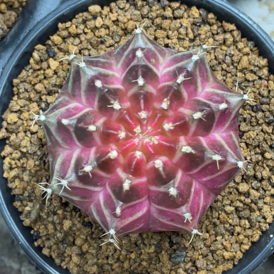 当前无花朵，栽培后可花朵紫红梦想轮回