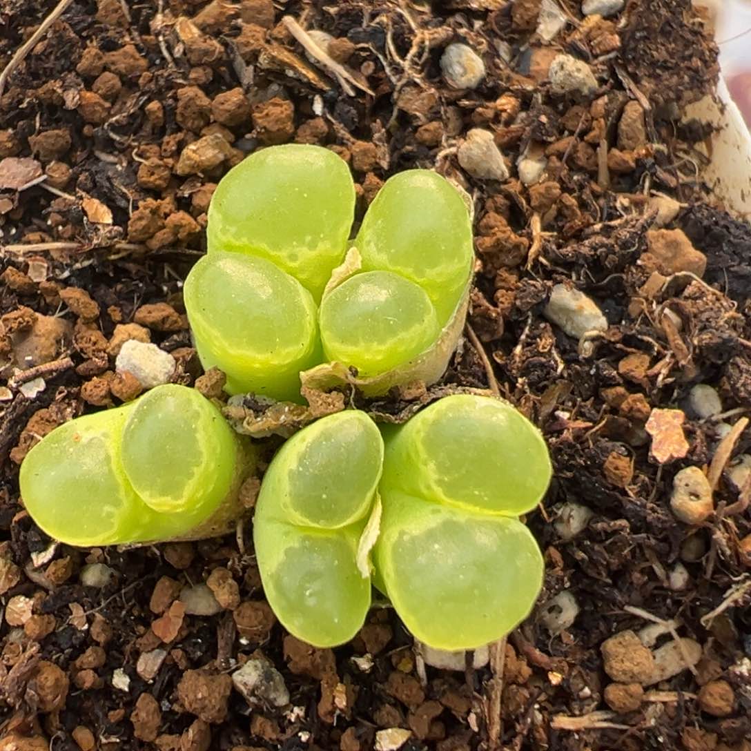 2708多肉植物百科