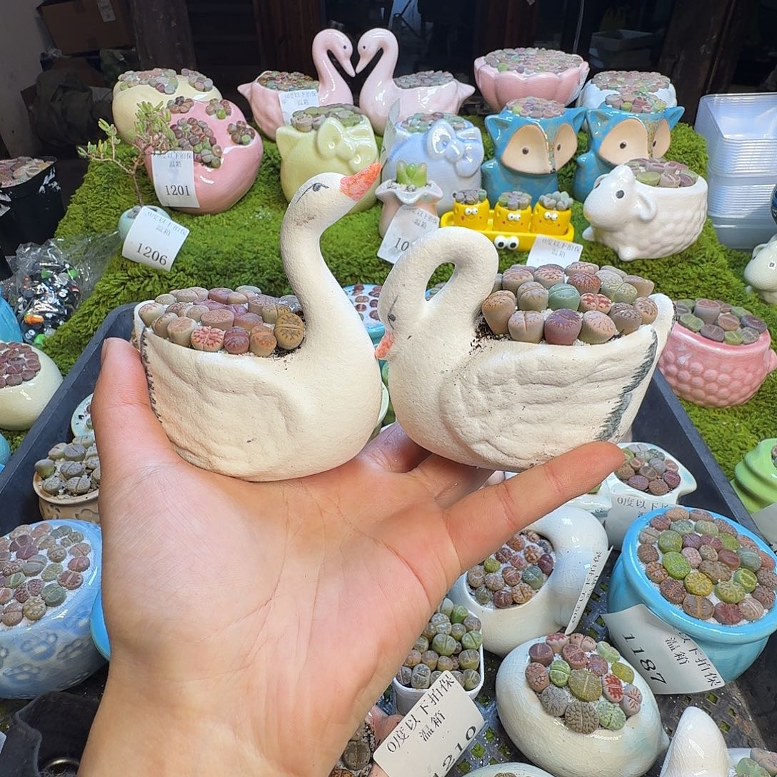 多肉葡萄的味道真的1082