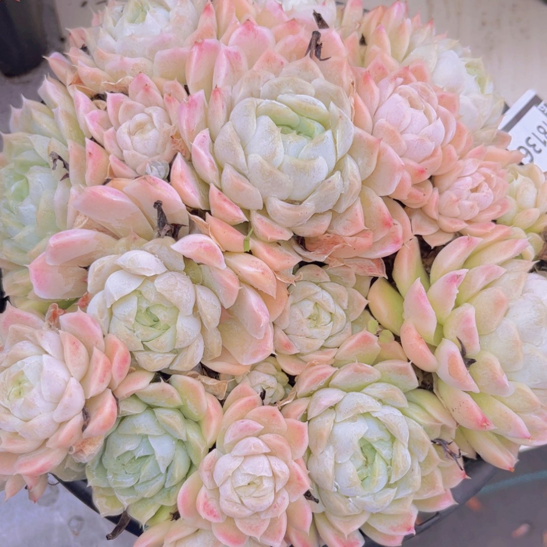 白月影不包整18136