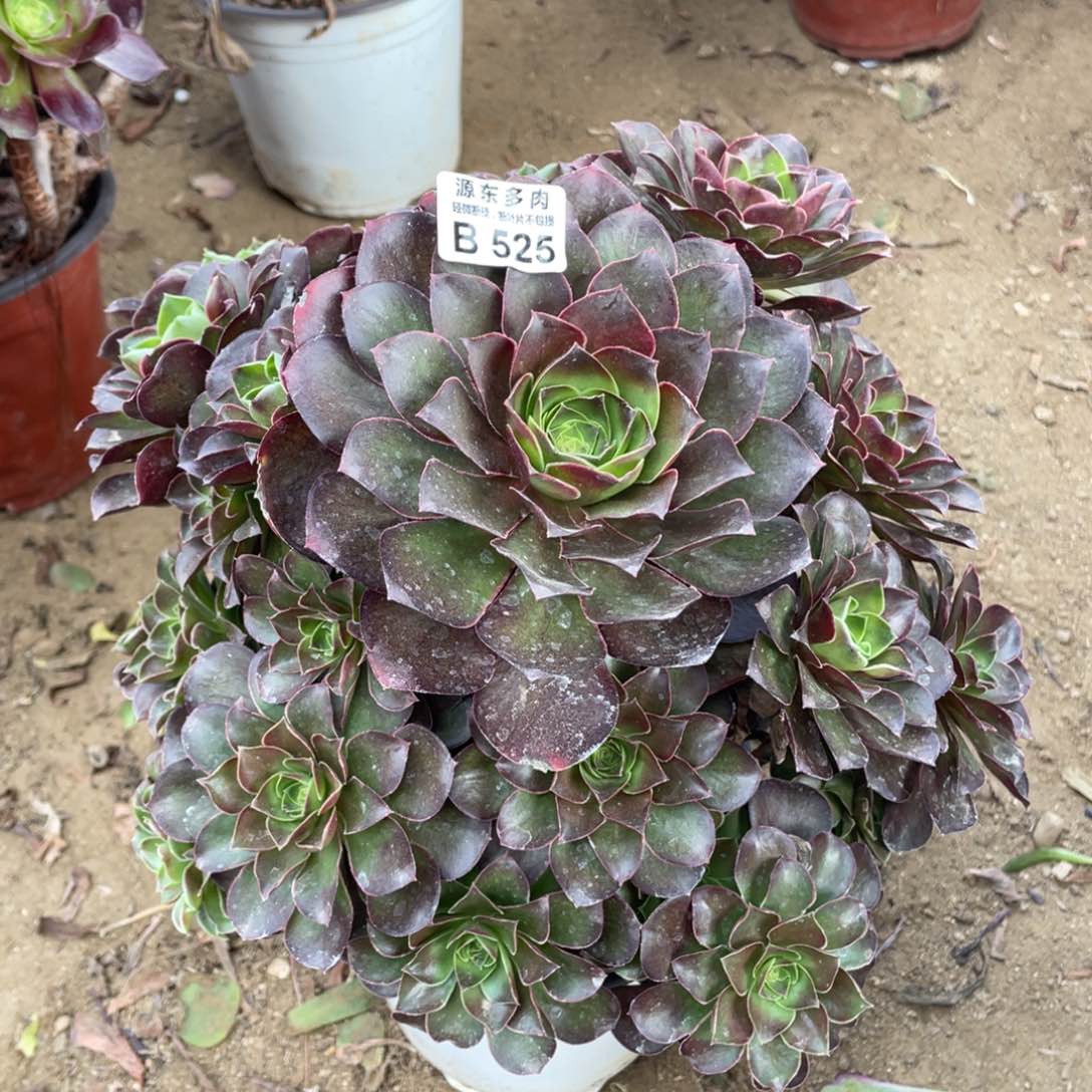 525魅金玫瑰多肉法师断枝不包