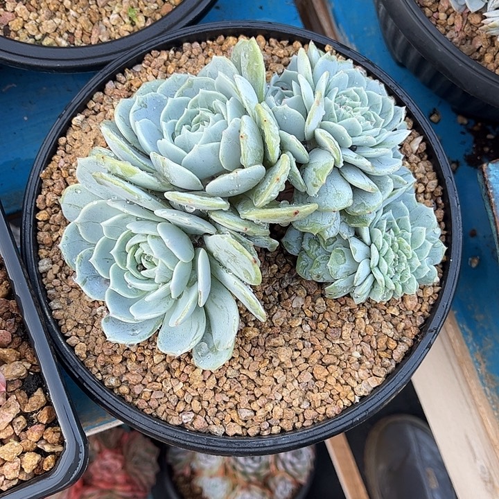 素***素多肉植物一物一拍