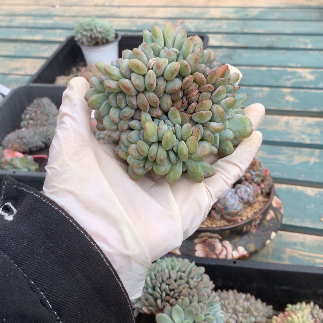 无花朵哈哈哈哈哈哈哈哈哈40