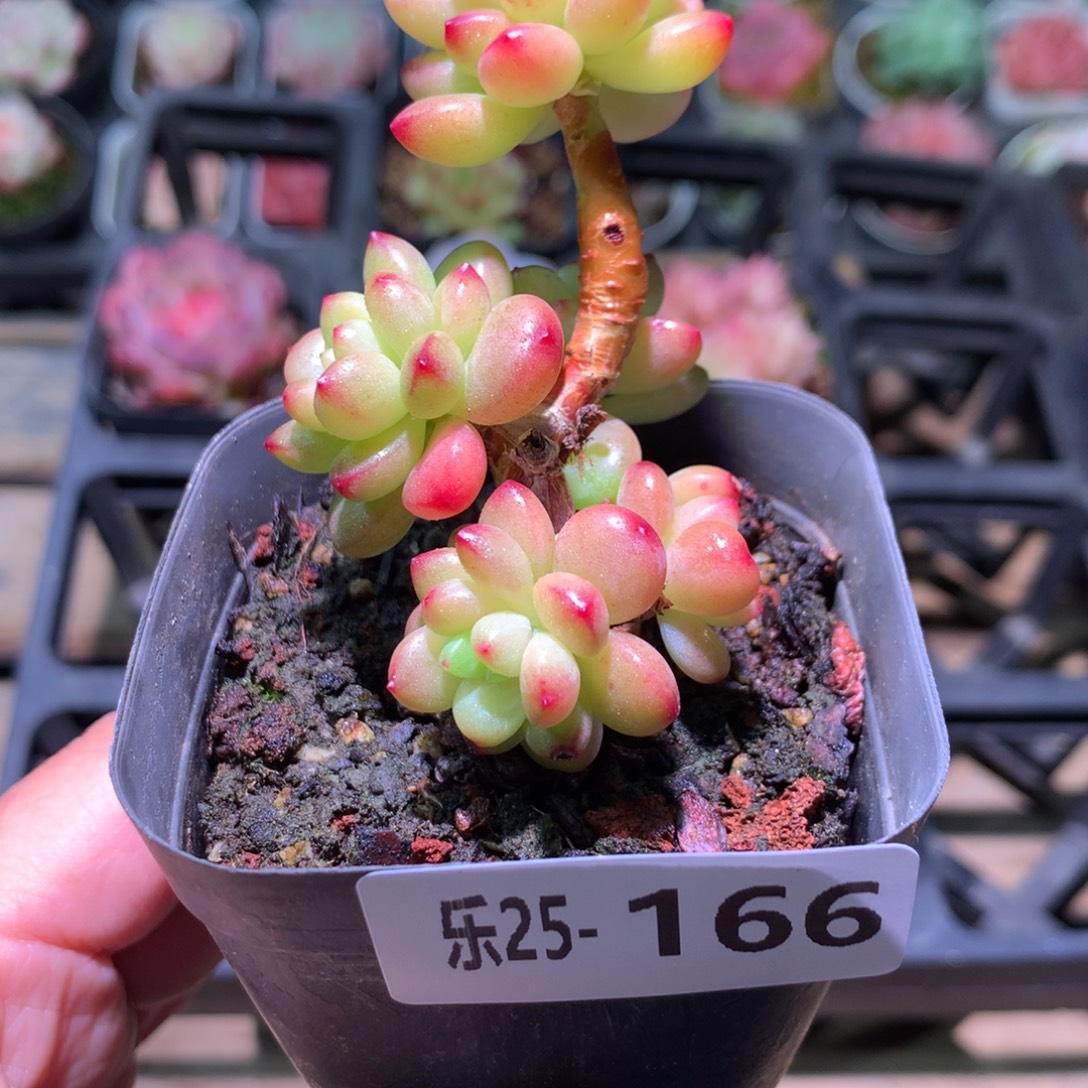 乐然25-166 香格里拉 