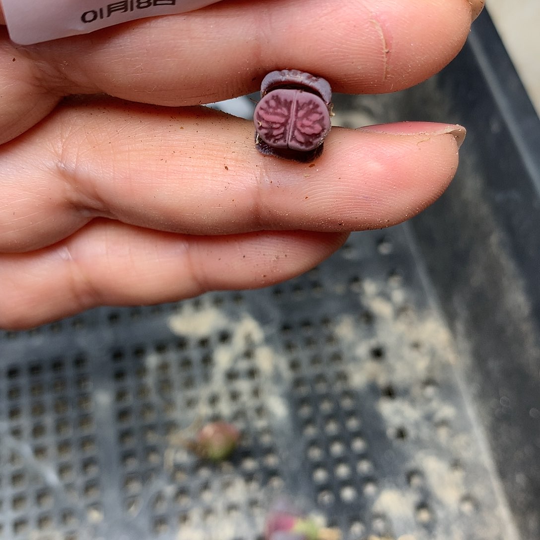 宝**鸭C696多肉植物保护研究所