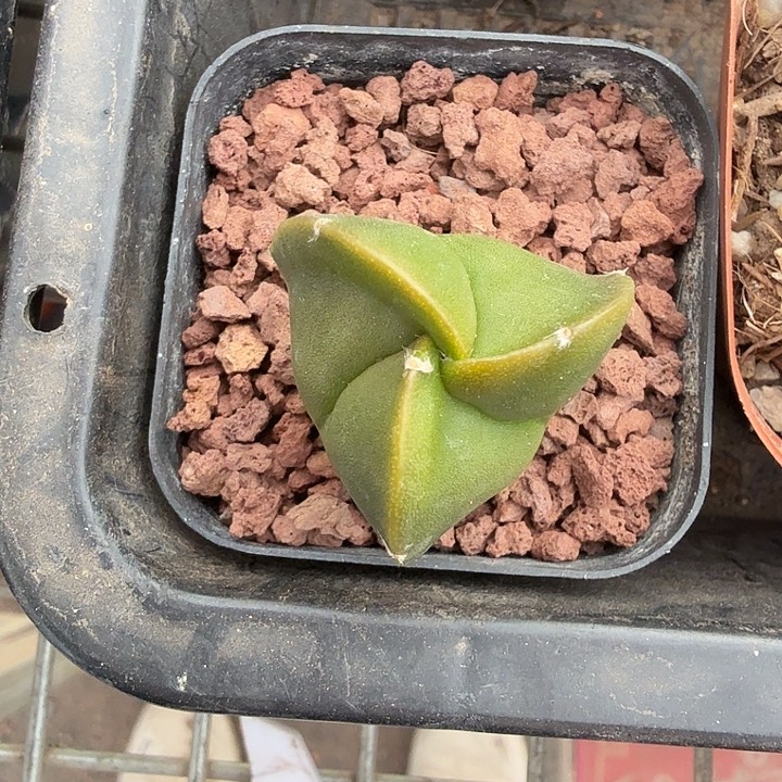 实生三角单头3仙人球