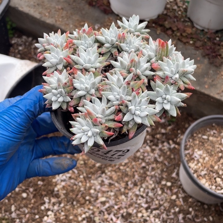  472号白菊多肉植物