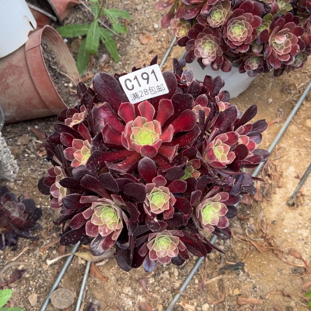 191多肉  花呐     
