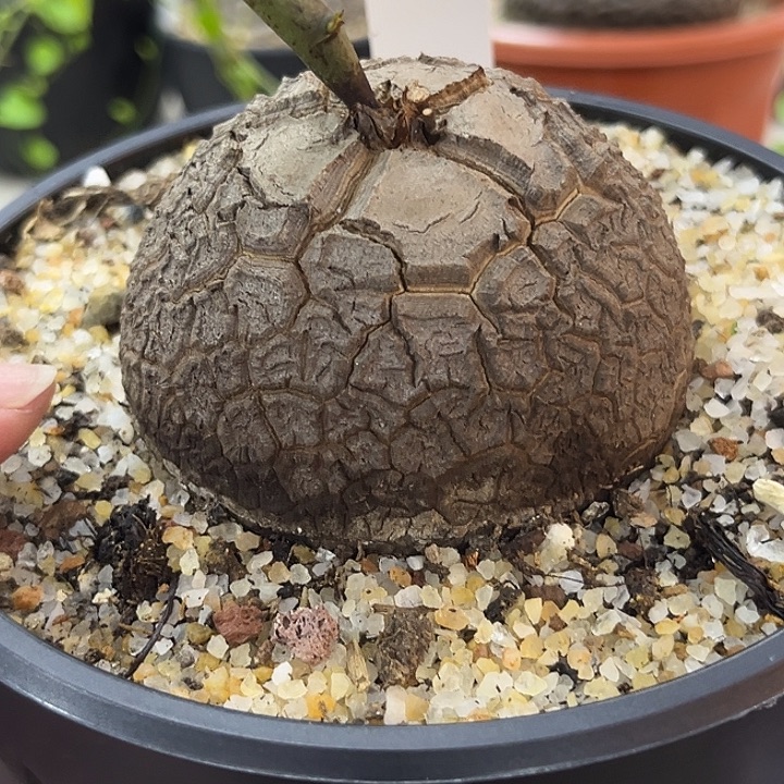 汤圆植物龟甲龙K18
