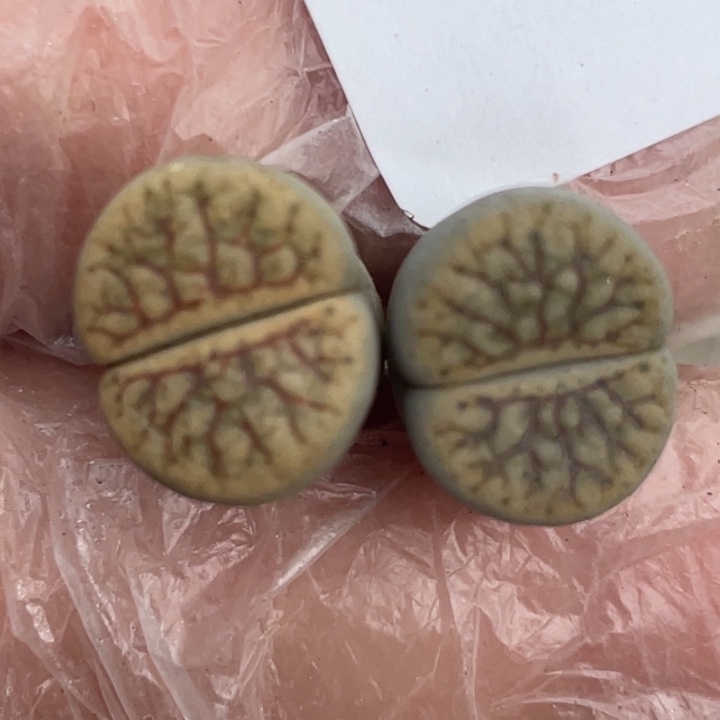 691线招福两颗母本