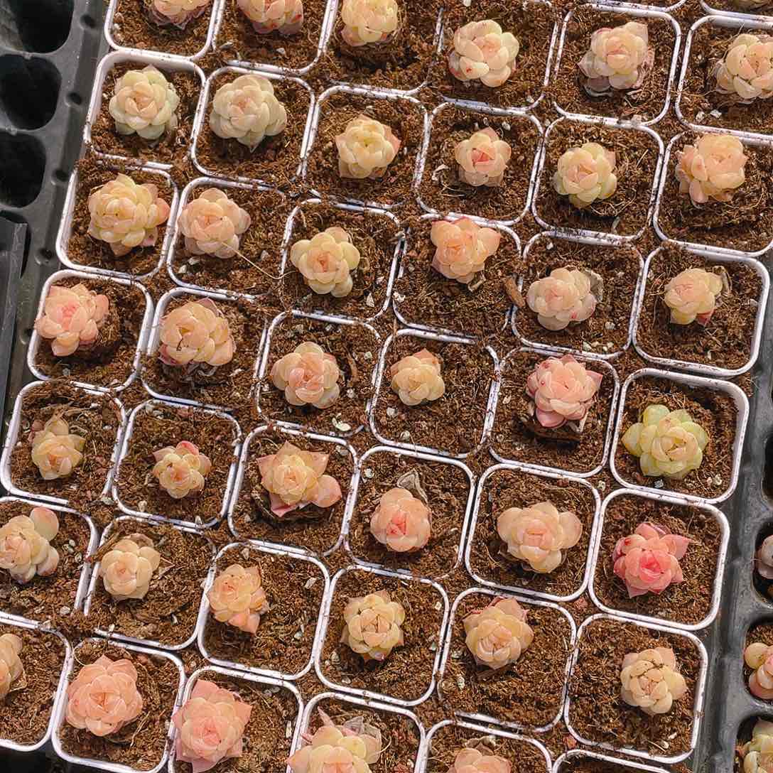 黄幽兰穴一个满25包邮