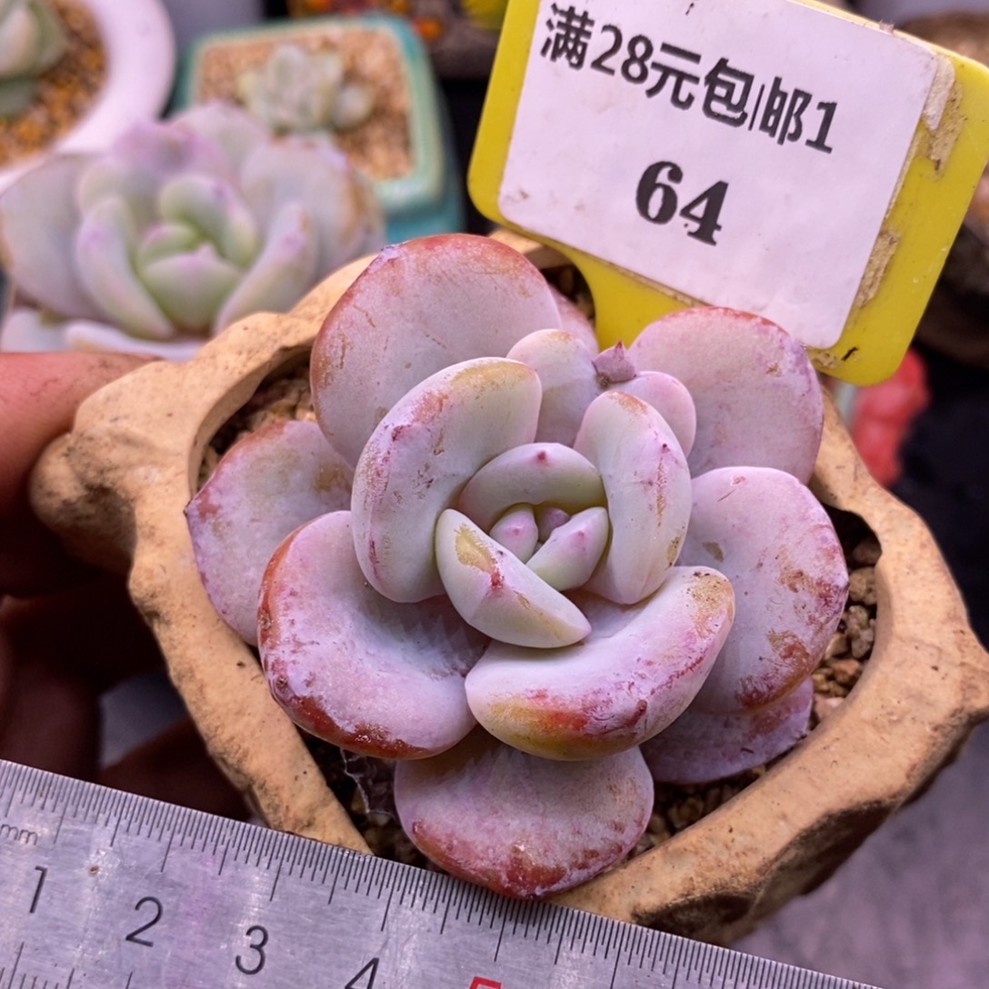 164福利，奶茶多肉精控单头