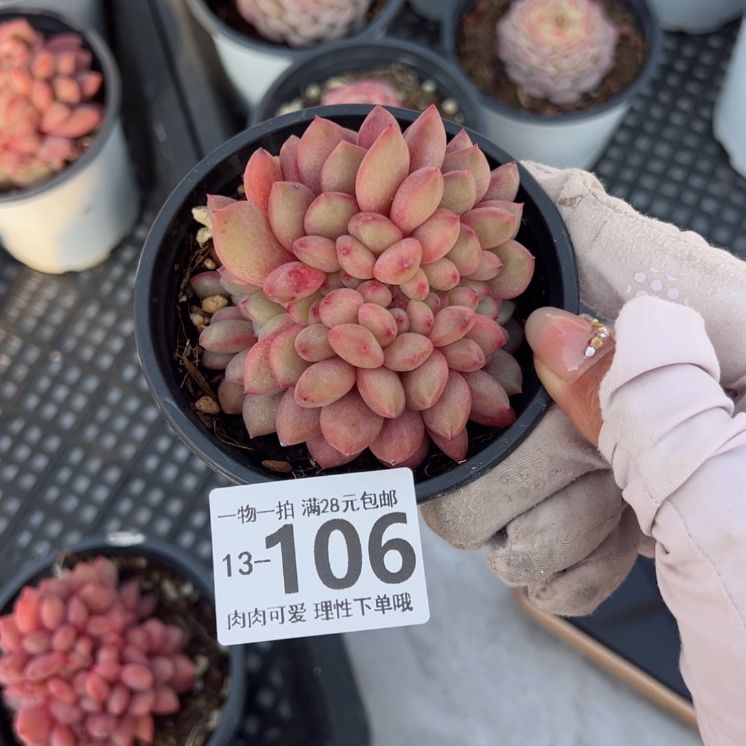 凌雪缀化多肉单头多肉