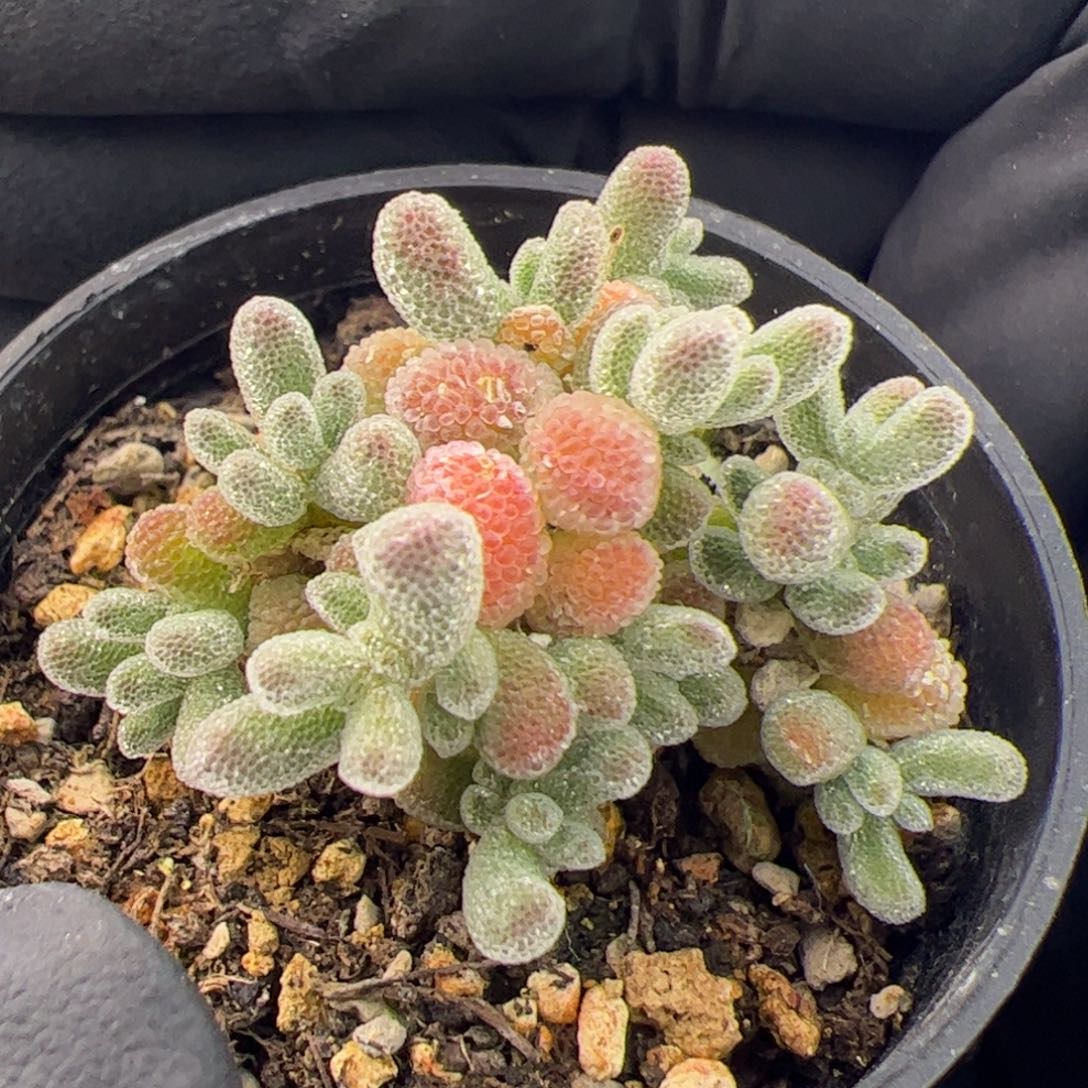 多肉植物枝干冰晶