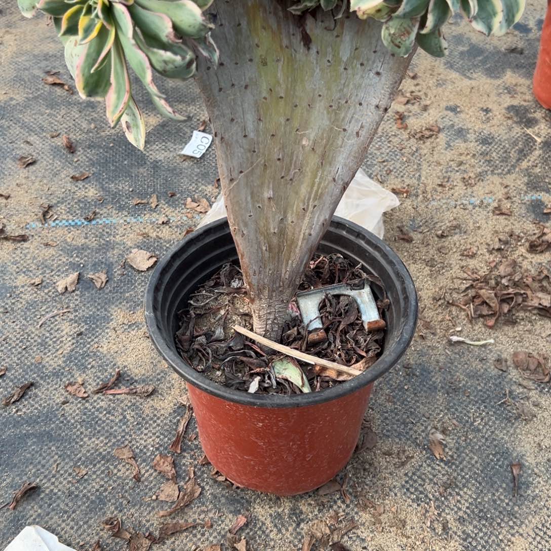 410灿烂缀化多肉植物法师多肉