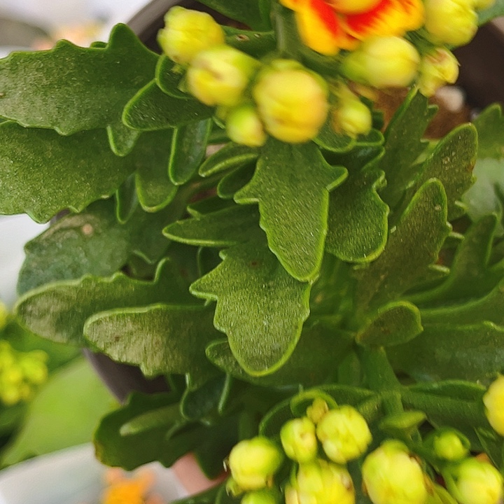 洛桑女神 长寿花一盆
